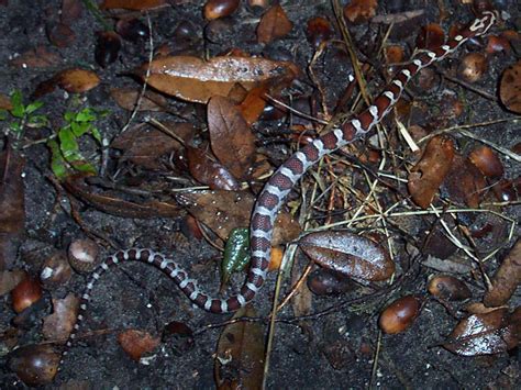 snakes that are similar to juvenile rat snake